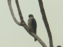 Harpagus bidentatus