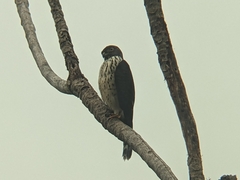 Harpagus bidentatus