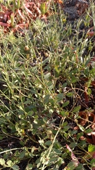 Hermannia procumbens