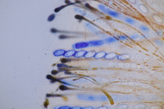 Melastiza cornubiensis