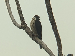 Harpagus bidentatus
