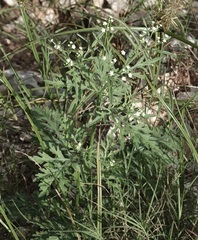 Parthenium hysterophorus