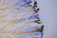 Melastiza cornubiensis