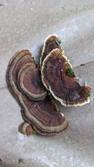 Daedaleopsis tricolor