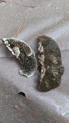 Daedaleopsis tricolor