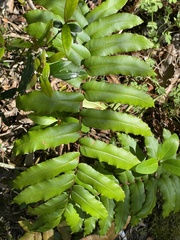 Blechnum chilense