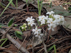 Leucopogon concurvus