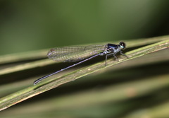 Onychargia atrocyana