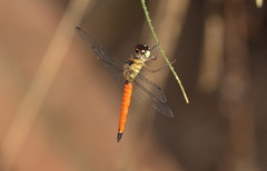 Orchithemis pulcherrima