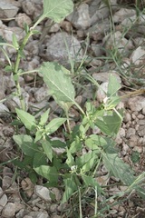Solanum americanum