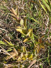 Oenothera pilosella