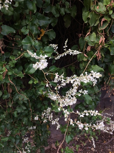 Silver lace vine (Fallopia aubertii)