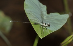 Pseudocopera ciliata