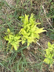 Koelreuteria bipinnata