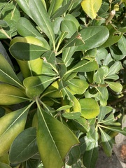 Pittosporum