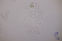 Melastiza cornubiensis