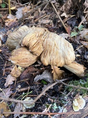 Russula brevipes
