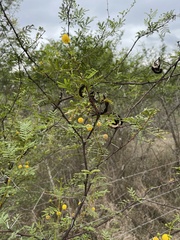 Vachellia borleae