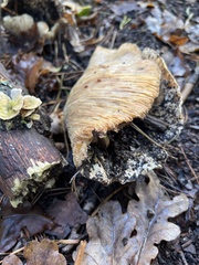 Russula brevipes