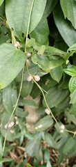 Dioscorea cirrhosa