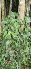 Dioscorea cirrhosa