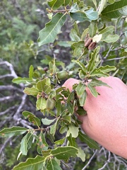 Quercus vaseyana