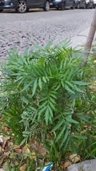 Tagetes