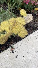 Achillea filipendulina