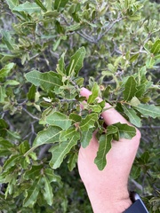 Quercus vaseyana