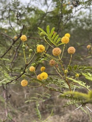 Vachellia borleae