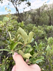 Quercus vaseyana