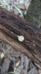 Truncospora ochroleuca