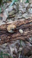 Truncospora ochroleuca