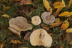 Lactarius circellatus
