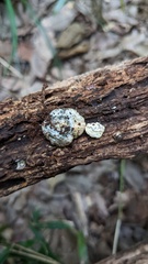 Truncospora ochroleuca