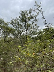 Vachellia borleae
