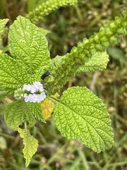 Heliotropium indicum