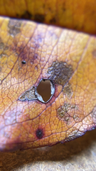 Dothideomycetes