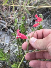Penstemon baccharifolius