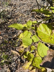 Cercospora moricola