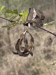 Vachellia borleae