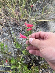 Penstemon baccharifolius
