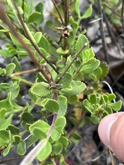 Penstemon baccharifolius
