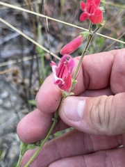 Penstemon baccharifolius