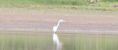 Ardea alba egretta