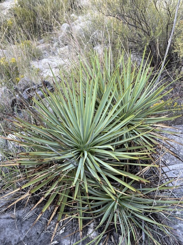 Yucca thompsoniana