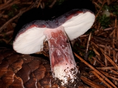 Oligolophus hanseni