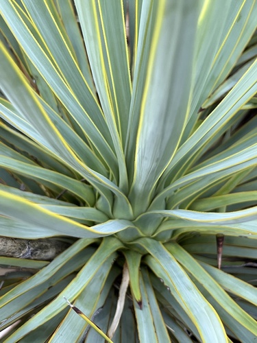 Yucca thompsoniana