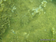 Padina pavonica