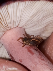 Oligolophus hanseni